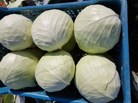 Fejes Káposzta Eladó Fejes Káposzta Eladó