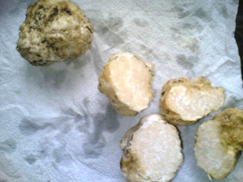 Szarvasgomba-vásárlás Szarvasgomba-vásárlás