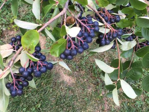 Fekete Berkenye - aronia melanocarpa (cefrènek, lekvárnak, cukorbetegeknek) Fekete Berkenye - aronia melanocarpa (cefrènek, lekvárnak, cukorbetegeknek)