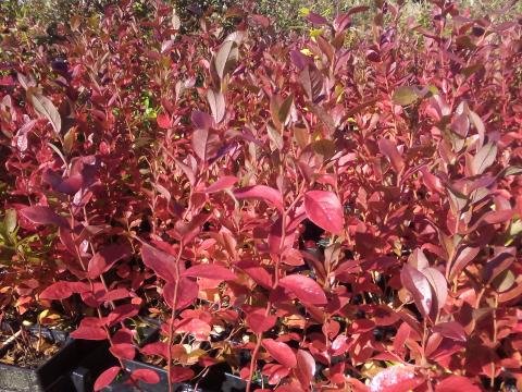 áfonya tő eladó áfonya tő eladó