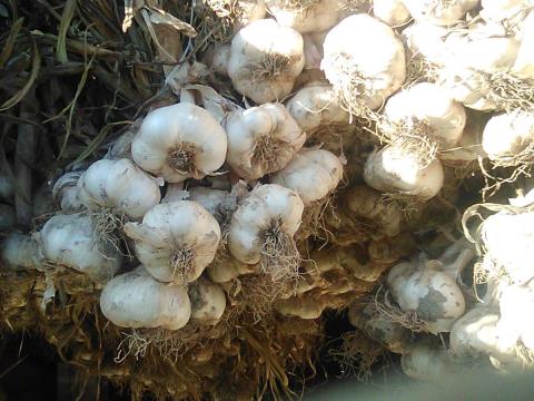 Messidor őszi fokhagyma vetőmag eladó