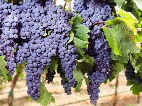 Otelló bor eladó Zala megyében Otelló bor eladó Zala megyében