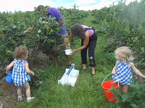 áfonya szedd magad szüretek