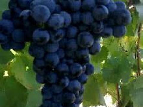 Minőségi kékfrankos borszőlő eladó Minőségi kékfrankos borszőlő eladó