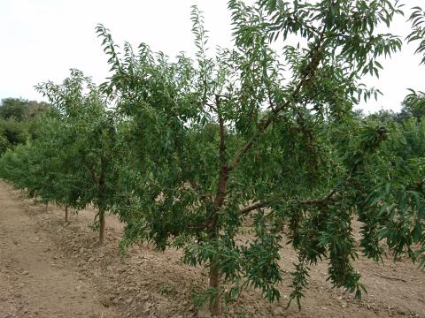 Mandula, Mandulabél eladó, termelőtől Mandula, Mandulabél eladó, termelőtől