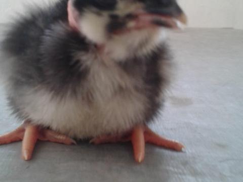 Fias tojás, tenyésztojás, keltetőtojás eladó