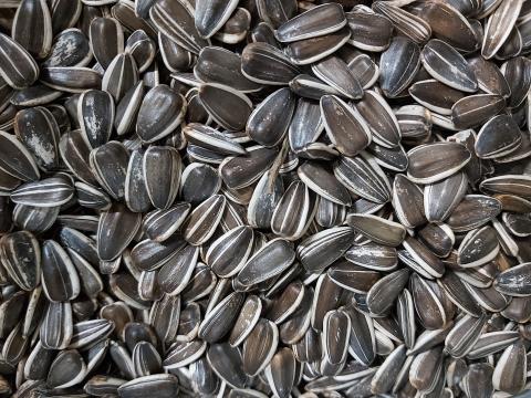 Étkezési Nagyszemű Csíkos Jaguár Napraforgó Eladó Postai Úton