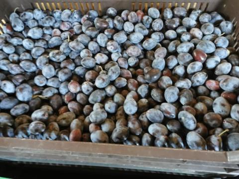 Besztercei és Top szilvafajták eladók Besztercei és Top szilvafajták eladók