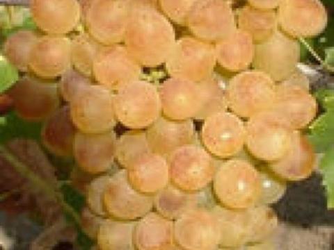 Saszla (Chasselas) és Pölöskei muskotály csemegeszőlő nagytételben eladó Saszla (Chasselas) és Pölöskei muskotály csemegeszőlő nagytételben eladó