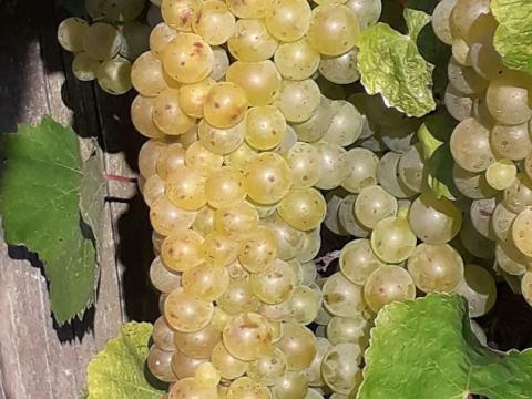 Furmint, hárslevelű szőlő Tokaj Hegyalján Furmint, hárslevelű szőlő Tokaj Hegyalján