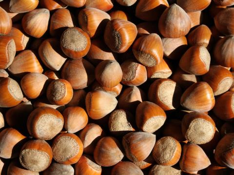 BIO mogyoró (héjas) termelőtől eladó