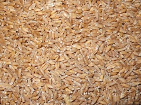 Hántolt Tönkölybúza,  Hántolt Tönköly Eladó Postai Úton is