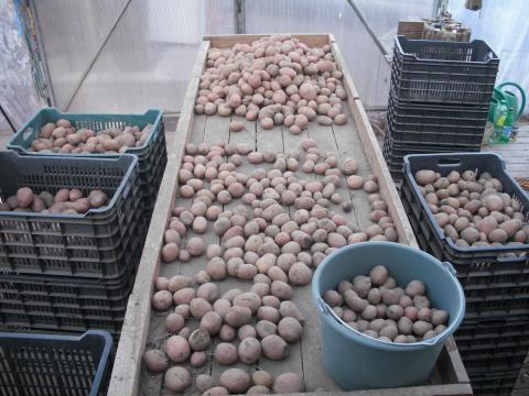 Burgonya eladó Burgonya eladó