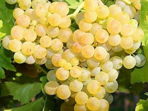 Mátraaljai borvidéken Chardonnay eladó Mátraaljai borvidéken Chardonnay eladó