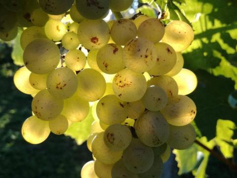 Mátraaljai Rizlingszilváni borszőlő eladó Mátraaljai Rizlingszilváni borszőlő eladó