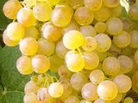 Mátraalján Hárslevelű borszőlő eladó Mátraalján Hárslevelű borszőlő eladó