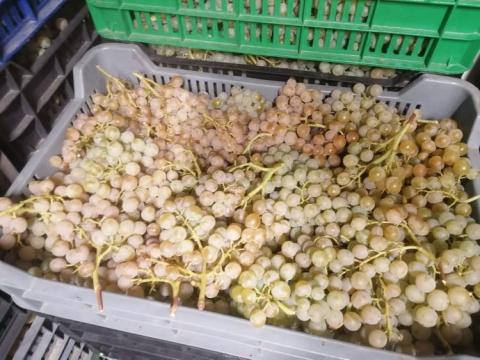 Pölöskei muskotály csemegeszőlő eladó Abasáron Pölöskei muskotály csemegeszőlő eladó Abasáron