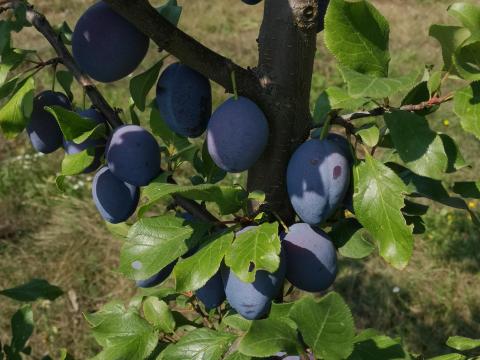 Topend Plus szilva termelőtől eladó Borsosberényben – sárgahúsú, zamatos, mézédes szilva Topend Plus szilva termelőtől eladó Borsosberényben – sárgahúsú, zamatos, mézédes szilva