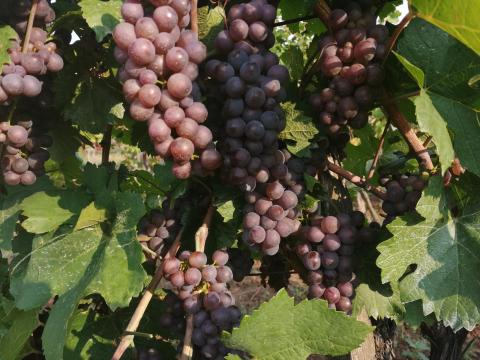 Otonell muskotály és Shasszelas szőlő eladó a Mátra alján Otonell muskotály és Shasszelas szőlő eladó a Mátra alján