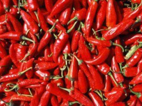 Fűszerpaprika termelőtől nagy tételben eladó Fűszerpaprika termelőtől nagy tételben eladó