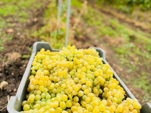 Pölöskei Muskotàly Pölöskei Muskotàly