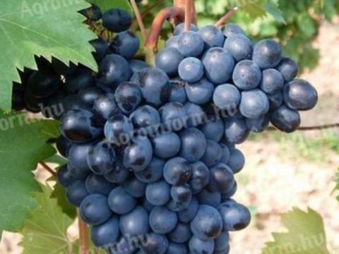 Othello szőlő eladó Pásztón, a Mátra lábánál Othello szőlő eladó Pásztón, a Mátra lábánál