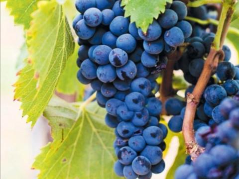 Othello szőlő eladó a Mátra lábánál Pásztón Othello szőlő eladó a Mátra lábánál Pásztón