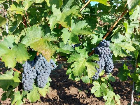 Cabernet Franc szőlő eladó Cabernet Franc szőlő eladó