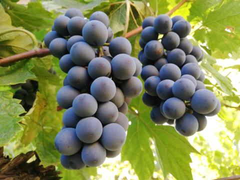 Bio Othello szőlő eladó a Mátra lábánál Bio Othello szőlő eladó a Mátra lábánál