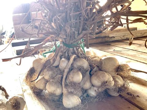 ELADÓ fokhagyma ELADÓ fokhagyma