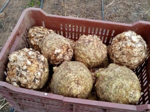 Gumós zeller eladó nagy és kis tételben Gumós zeller eladó nagy és kis tételben