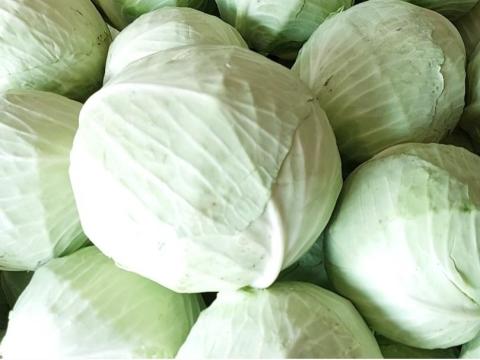 Káposzta eladó Káposzta eladó