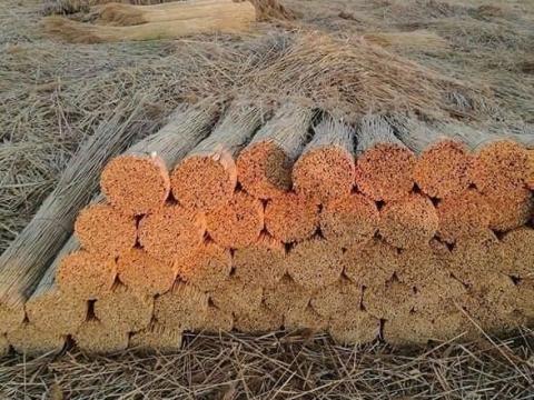 Tetőfedő nád Tetőfedő nád