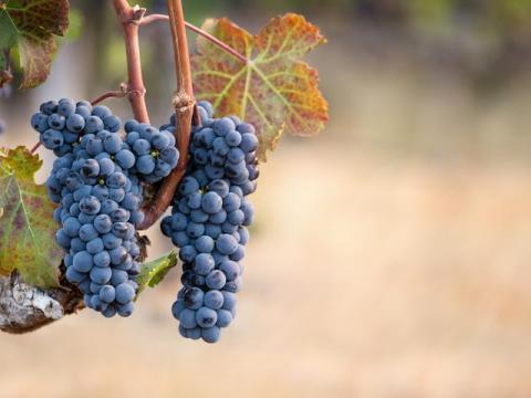 Eladó Cabernet Franc szőlő Eladó Cabernet Franc szőlő