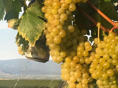 Mátraaljai Pölöskei muskotály szőlő eladó Mátraaljai Pölöskei muskotály szőlő eladó