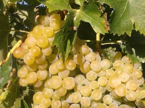 Rendelhető Pölöskei muskotály, Cserszegi fűszeres, Kékfrankos, Olaszrizling borszőlő pálinkának Rendelhető Pölöskei muskotály, Cserszegi fűszeres, Kékfrankos, Olaszrizling borszőlő pálinkának