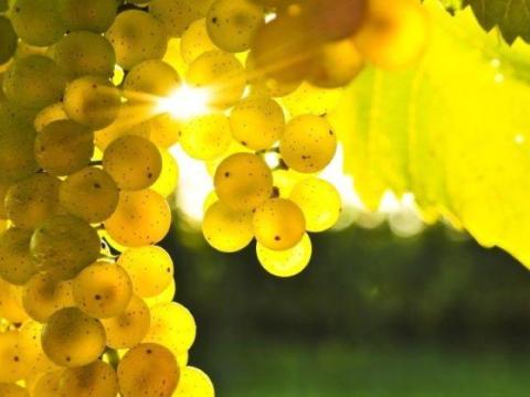 Eladó muskotályos szőlő Eladó muskotályos szőlő