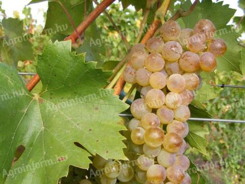 Bianka fehér szőlő eladó Bianka fehér szőlő eladó