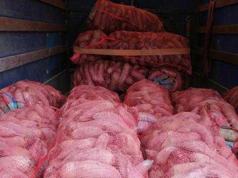 Eladó henger cékla termelőtől Eladó henger cékla termelőtől