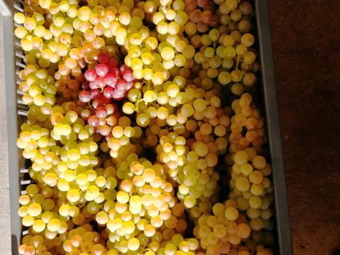 Csemegeszőlő, Chasselas eladó Csemegeszőlő, Chasselas eladó