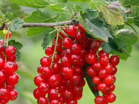 DEBRECEN piros ribizli bokor DEBRECEN piros ribizli bokor