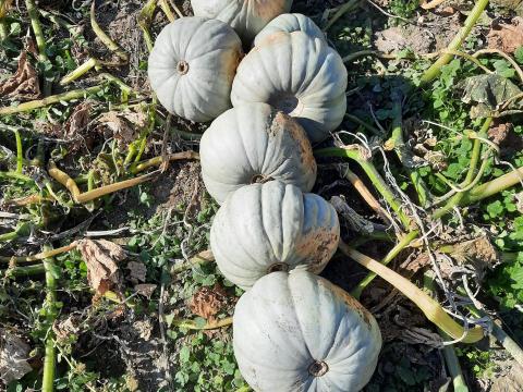 Nagydobosi sütőtök eladó Nagydobosi sütőtök eladó