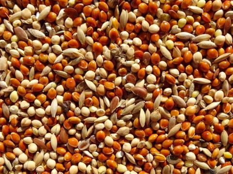 Magkeverék pintyeknek eladó postai szállítással utánvéttel Magkeverék pintyeknek eladó postai szállítással utánvéttel