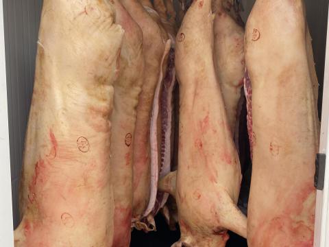 Háztáji jellegű perzselt félsertés előjegyezhető Szép Kártyás fizetés AKCIÓ