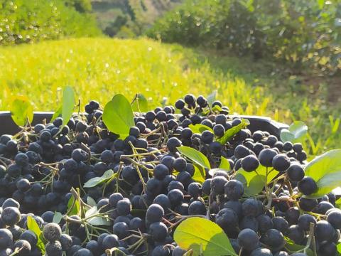 Fekete berkenye Fekete berkenye