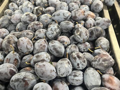 Szilva cefrének, lekvárnak Szilva cefrének, lekvárnak