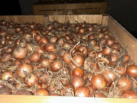 Tavaszi vetésű vöröshagyma eladó Tavaszi vetésű vöröshagyma eladó