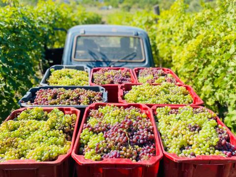 Saszla szőlő Saszla szőlő