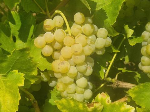 Muscat Ottonel muskotály szőlő eladó Muscat Ottonel muskotály szőlő eladó