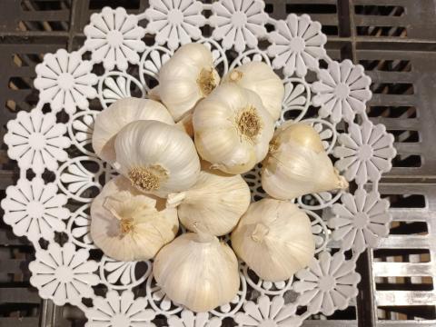 Fokhagyma vásár Fokhagyma vásár